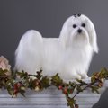 マルチーズの飼い方…