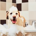 犬をお風呂に入れた…