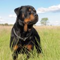 大型犬を飼うときに…