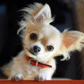 犬が『首をかしげる…