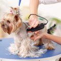 動物看護師が持って…