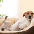 犬が寝る前に『ぐる…