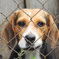 米国が動物保護施設…