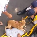 飼い主が救急搬送に…