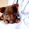 犬が『苦しそうにし…