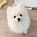 ぬいぐるみだと思っ…