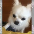 愛犬が自分の手をか…
