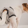 犬が生理になったと…
