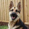 働く犬たちについて