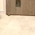 玄関に犬がいたのに…