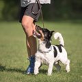 犬が散歩中『飼い主…