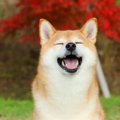 犬が飼い主に感謝し…