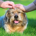 犬は『頭皮マッサー…