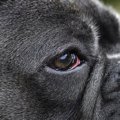 犬の「目」に起こる…