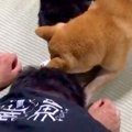 猫にイタズラしよう…