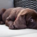 留守番は愛犬がトラ…