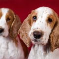 犬も仲間の犬の死を…