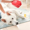 犬が『怪我をしたと…