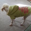犬が亡くなる前にみ…