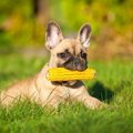 犬は『トウモロコシ…
