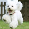 『犬を愛しすぎてい…