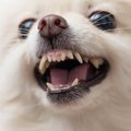 静かにして！犬が来…