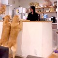 大型犬親子が『おね…