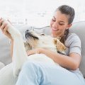 お散歩後の犬の足は…