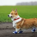 冬のお散歩に靴は必…