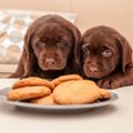 犬が飼い主の食べて…