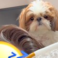 朝、寝ているパパを…