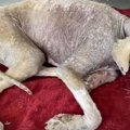 犬はネグレクトを受…