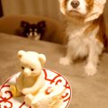 カチューシャを被っ…