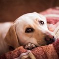 愛犬が元気を無くし…