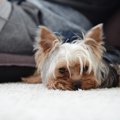 愛犬が疲れやすくな…