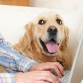 犬が『飼い主の機嫌…