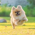 犬が人を追いかける…