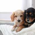 犬の多頭飼いで起こ…