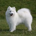 サモエドを飼うなら…