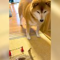 犬が穴を掘った場所…