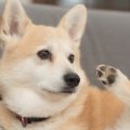 犬じゃないみたい…「…