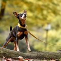 絶対に犬をリード無…