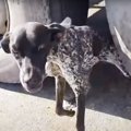 ゴミ捨て場に捨てら…