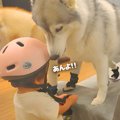 1歳の女の子と大型犬…