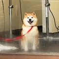 ペットホテルに預け…