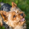 運動量の少ない犬種…