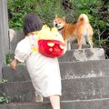 3歳の女の子と『犬の…