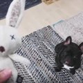 新しいおもちゃに興…
