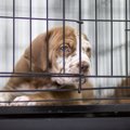 犬の反抗心を煽って…