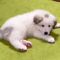 超大型犬の赤ちゃん…